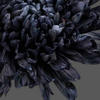 black chrysanthemum