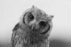Owl15