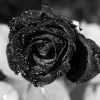 Une rose noire