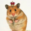 TheHamster228