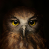 upset_owl
