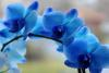 Синяя_Орхидея