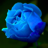 61 Blue Rose 16