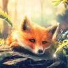 Foxy May