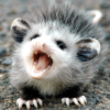 Hot Opossum