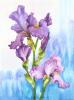 Fleur De Iris