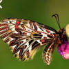 Ассиметричная бабочка