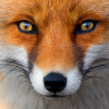 Red Fox Hel