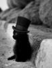 Cat in hat