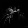 Black_Cat4723