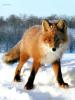 Rabid Fox