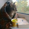 Kitten tea
