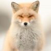 Underdark Fox