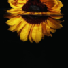 forgotten sunflower
