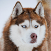 Snow_Wolf_Husky