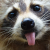 Cute and raccoonly