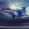 _Lonely-Whale_