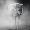 Туманный Волк