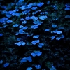 blue.leaves.of.clover