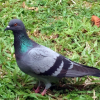 pigeon_21st