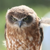 Angry_owl