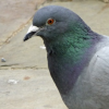 sergeant pigeon