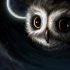Night With Owl