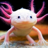 Smile_Axolotl