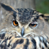 Eagle_Owl