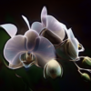 Звездная орхидея
