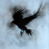 Crow Cotelesse