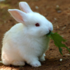 Милый Кролик