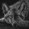 Плачущий волк