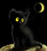 Черный котяра
