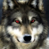 Wolf_03