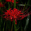 Spider.Lily