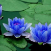 _..Blue_Lotus.._