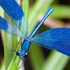 Blueberry Dragonfly