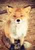 Buckwheat.fox