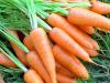 Lovely Carrot