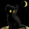 Black cat_murrr