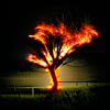 burning_pine