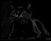 Чёрная кошка ночи