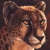 Hikaru_The_Cheetah