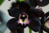 Черная Орхидея.
