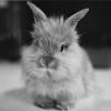 Белый_кролик