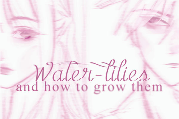 Водяные лилии и как их выращивать