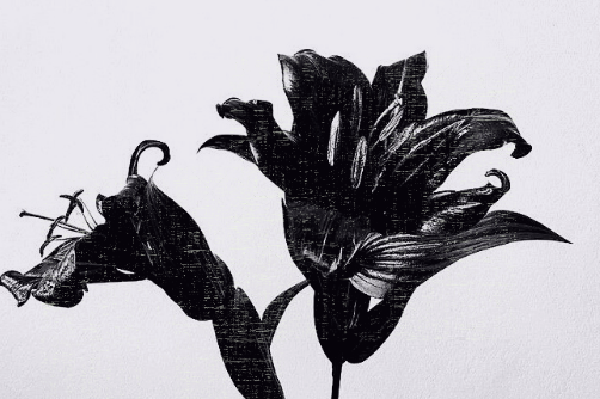 Чёрные лилии