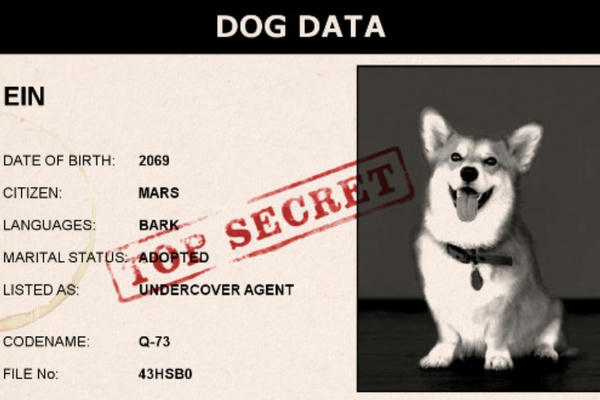 Dog Data