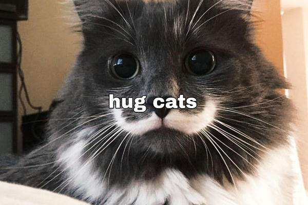 hug cats